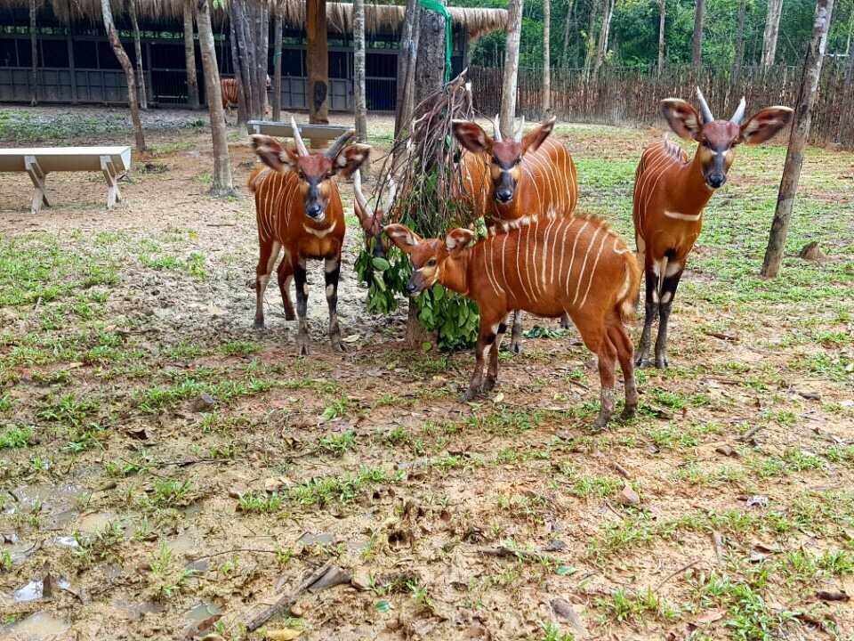 Linh duong Bongo