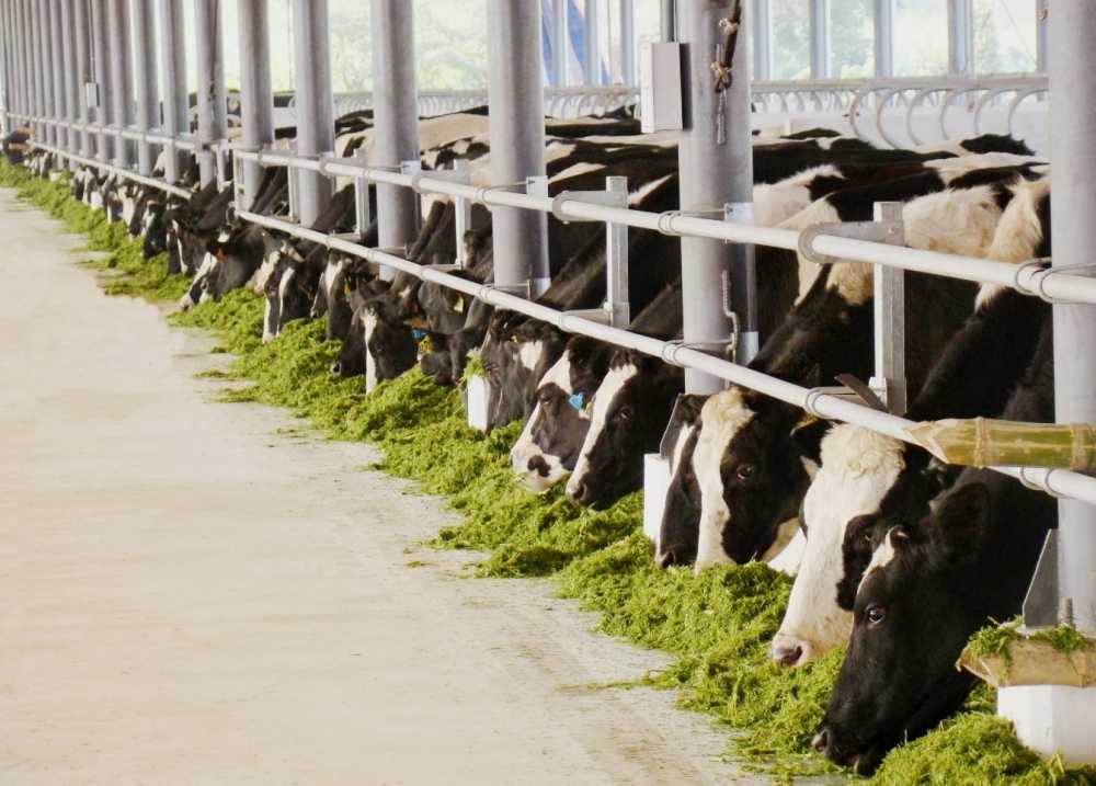 Milk cows - VNM