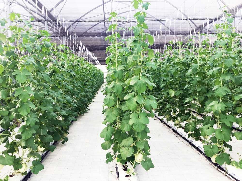 1609_Anh3_trai cay nha kinh