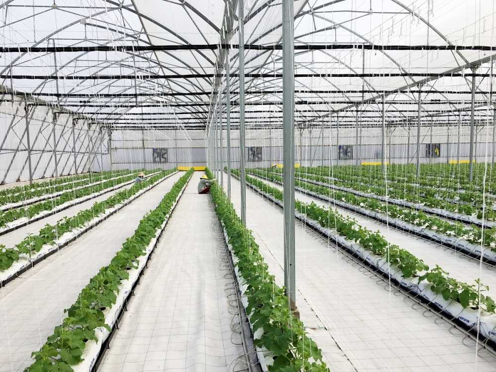 1609_Anh4_trai cay nha kinh