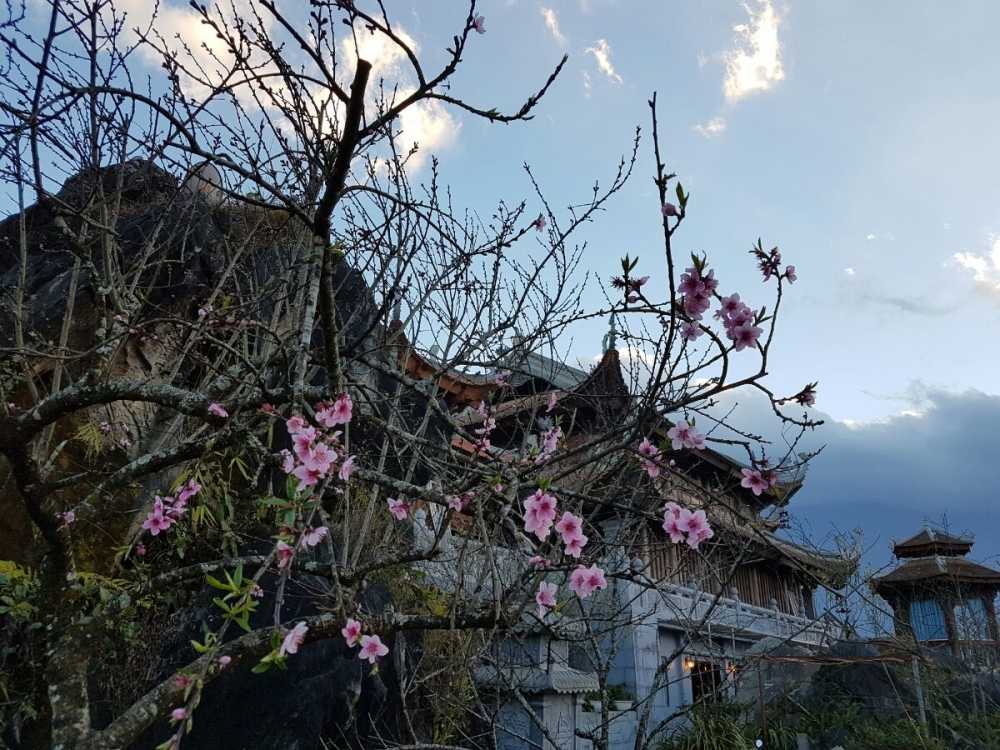 hoa-dao-Fansipan-Legend (12)