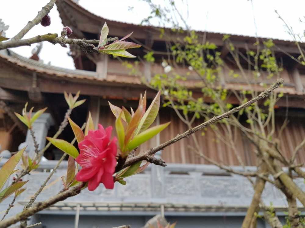 hoa-dao-Fansipan-Legend (13)