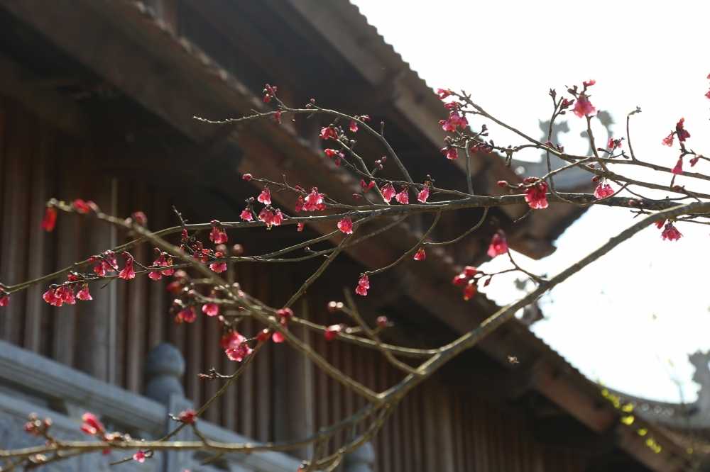 hoa-dao-Fansipan-Legend (33)