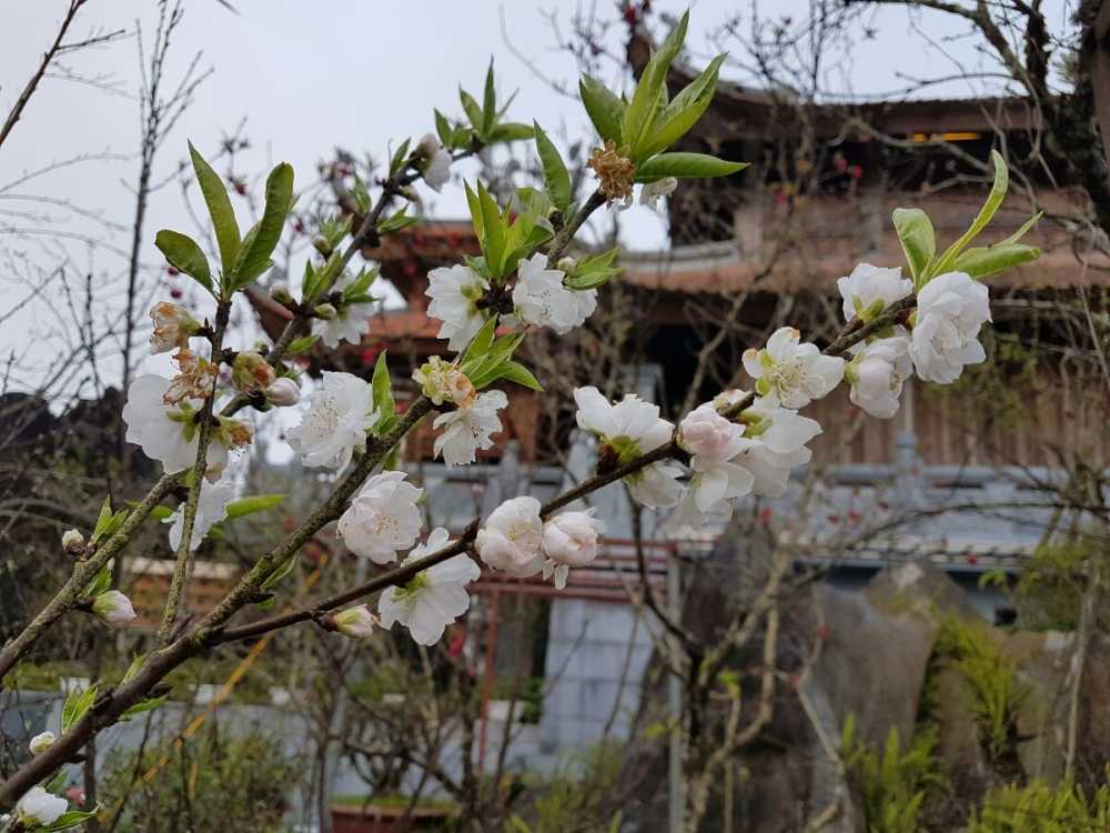 hoa-dao-Fansipan-Legend (7)