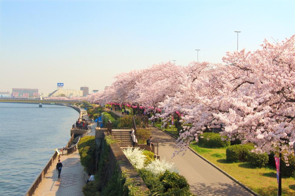 Tobu_Cherry Blossom_VTC_anh 1