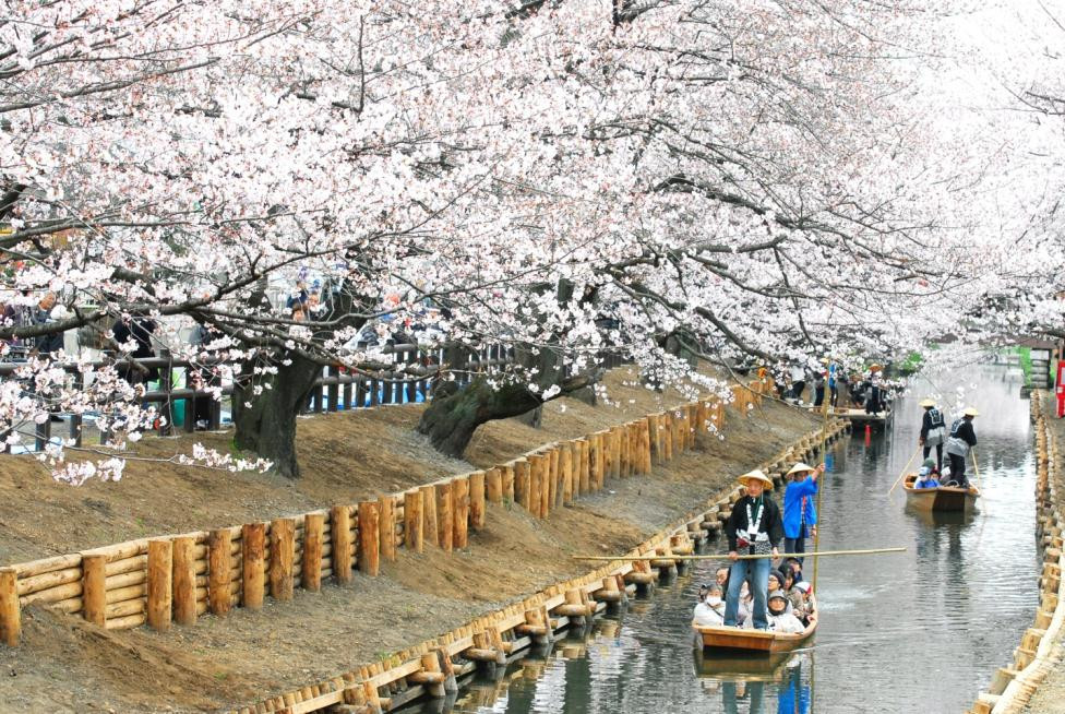 Tobu_Cherry Blossom_VTC_anh 2