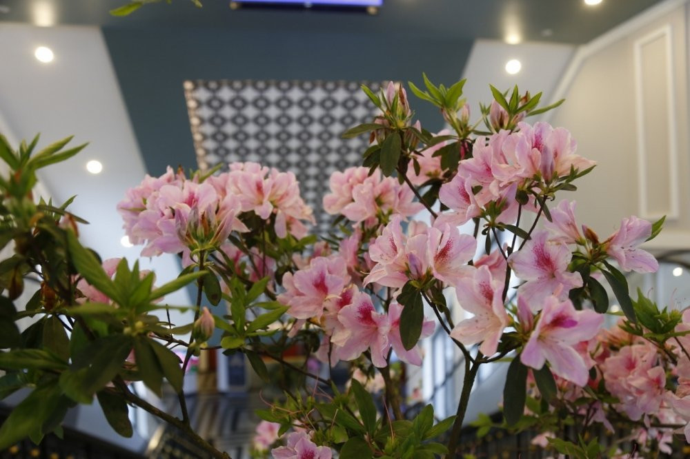 le-hoi-hoa-do-quyen-Fansipan (4)