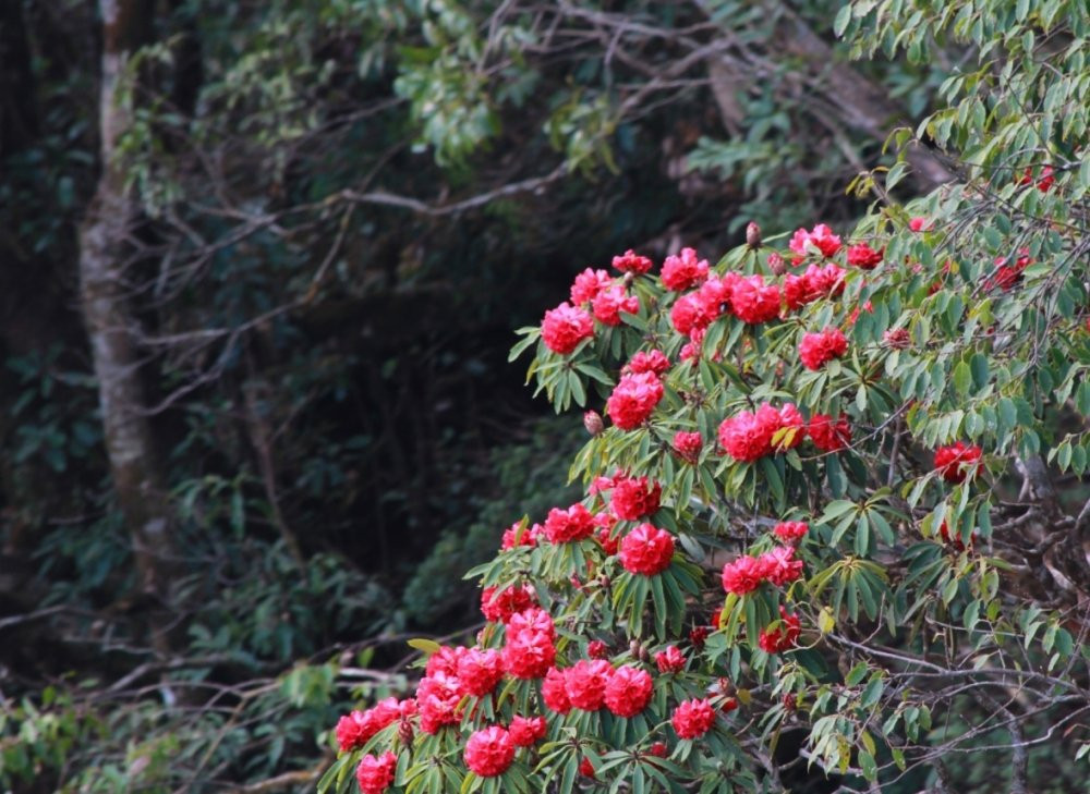 le-hoi-hoa-do-quyen-Fansipan (5)