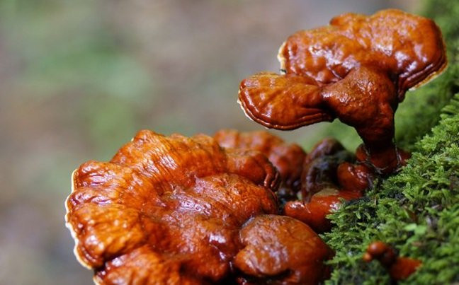 hongo-ganoderma-para-perder-peso