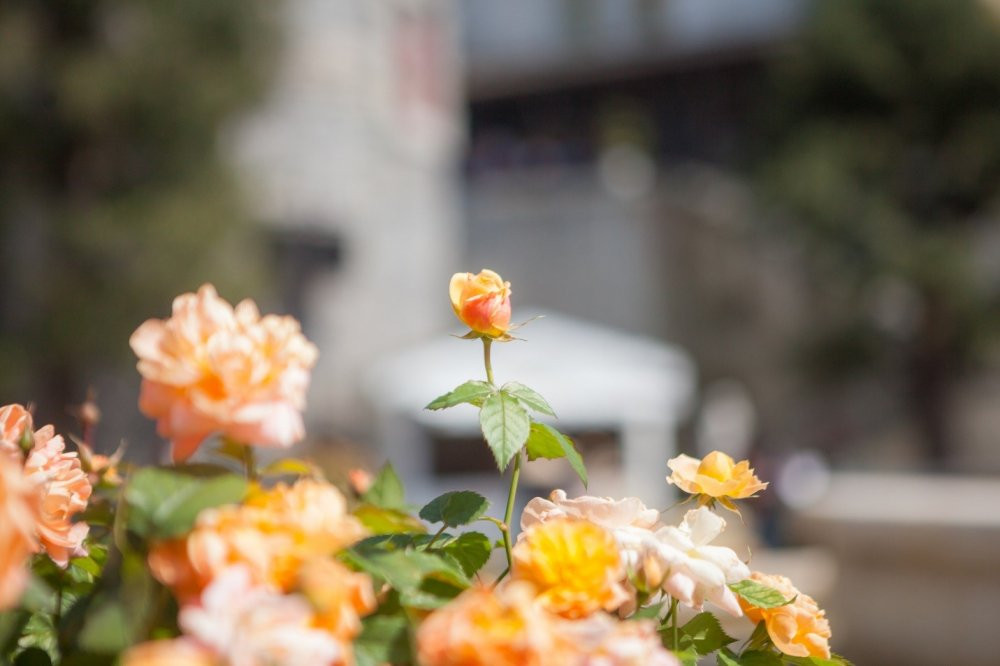 le hoi hoa sun world ba na hills (5) 3