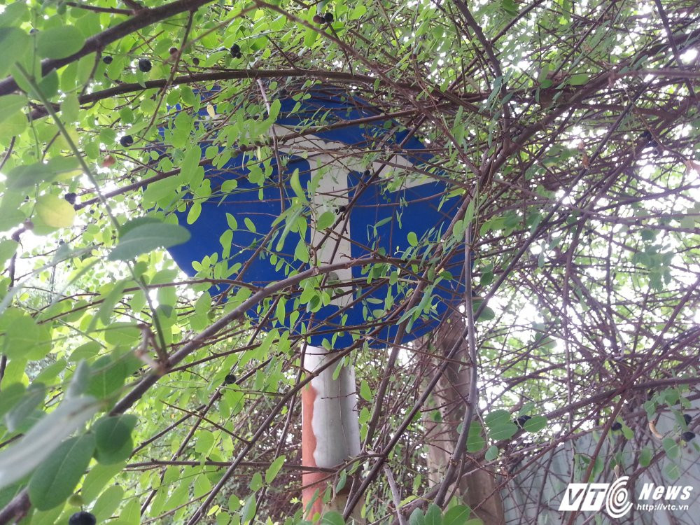 Hinh anh Bien bao, den tin hieu giao thong “nup” bong cay, tai xe keu troi 10