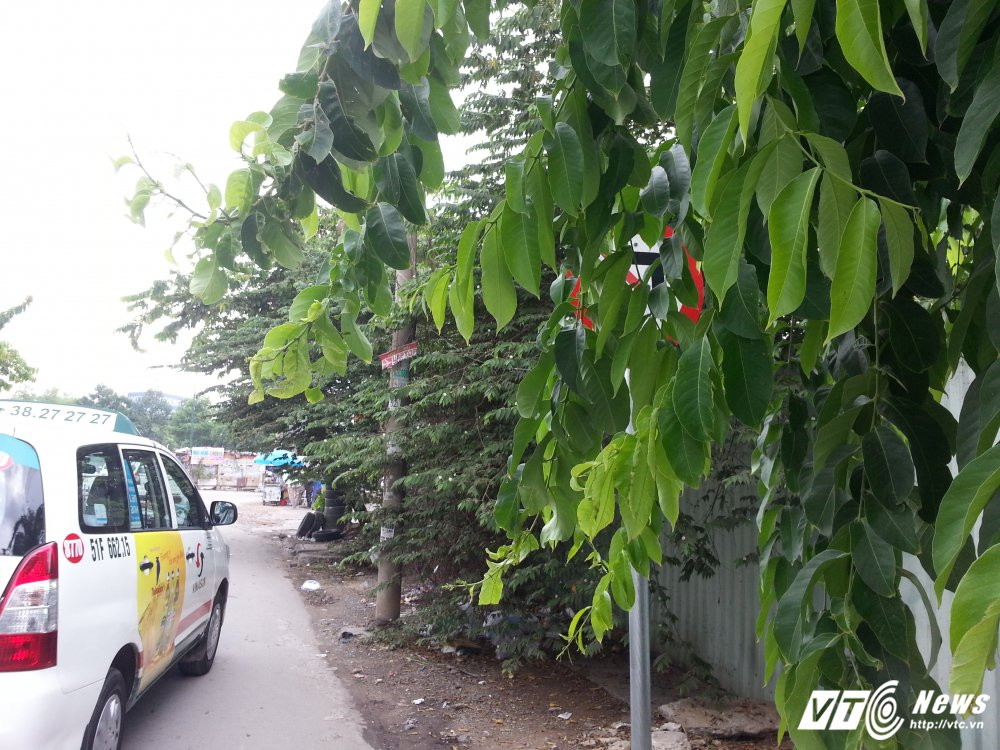 Hinh anh Bien bao, den tin hieu giao thong “nup” bong cay, tai xe keu troi 11