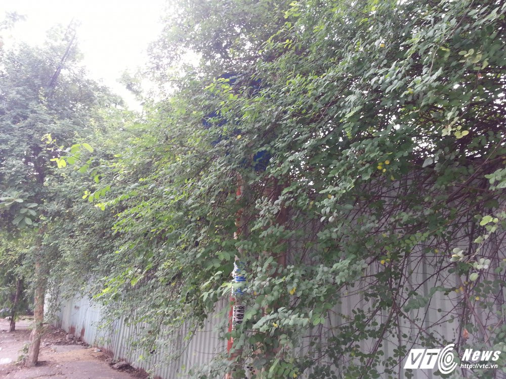 Hinh anh Bien bao, den tin hieu giao thong “nup” bong cay, tai xe keu troi 9