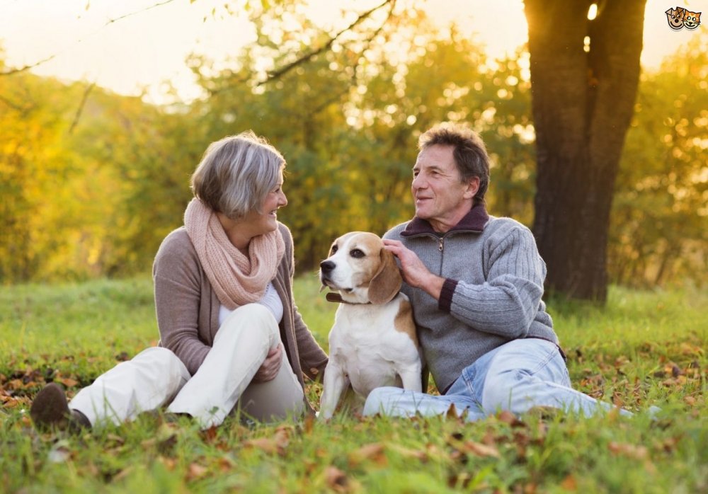 7-great-places-where-you-can-meet-other-dog-lovers-542fde302411e