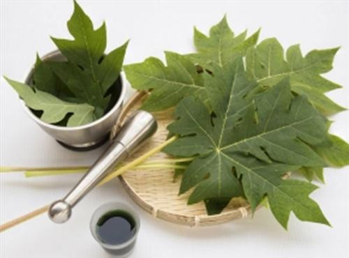 Tac dung cua cay du du, cây đu đủ, tác dụng của cây đu đủ, tác dụng đu đủ, đu đủ chữa ung thư, cây đu đủ chữa bệnh gì, lợi ích của cây đu đủ, hạt đu đủ, thần dược chữa bệnh, thần dược, bài thuốc hay, tin sức khỏe , báo sức khỏe, tin mới nhất, vtc, vtc news, vtc.vn - 1