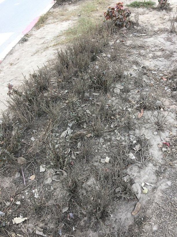 cay canh bi hoang mac hoa 8