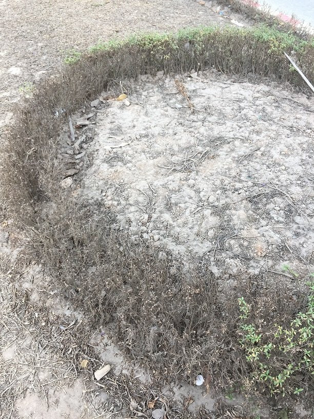 cay canh hoang phe 9