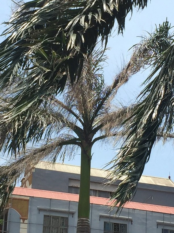 cay cau truoc gio 10