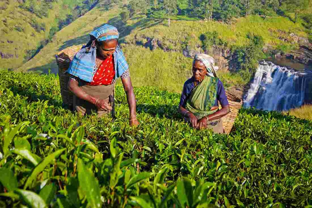 sri-lanka-tea-women-farm.jpg.pagespeed.ce.OHD5Rnm4ke
