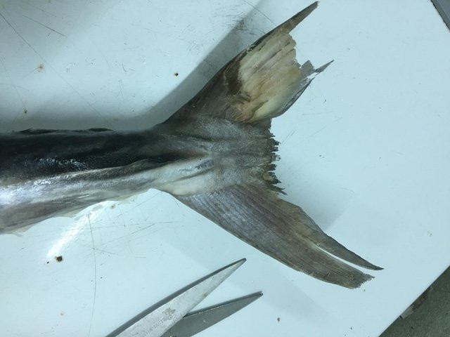 20170626114358-ca-thu-4 5