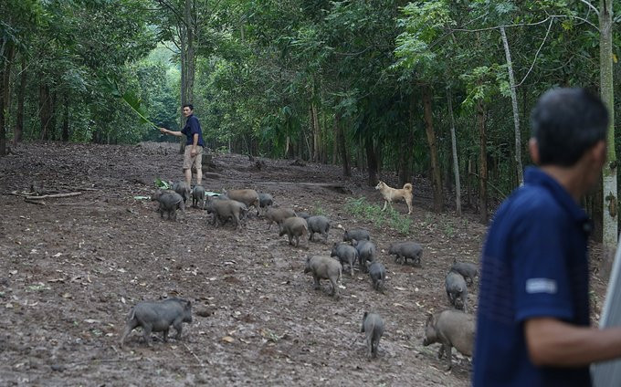 thay giao nuoi lon1 3