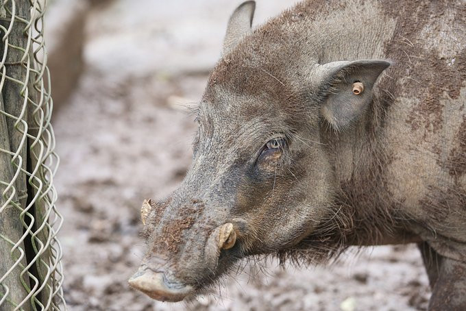 thay giao nuoi lon3 5