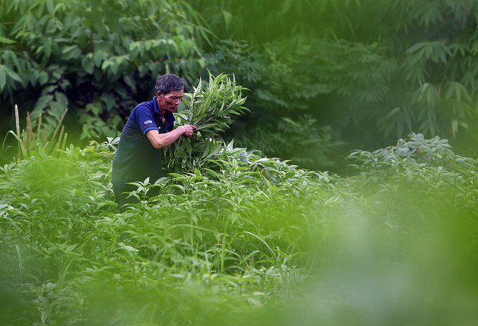 thay giao nuoi lon4 6