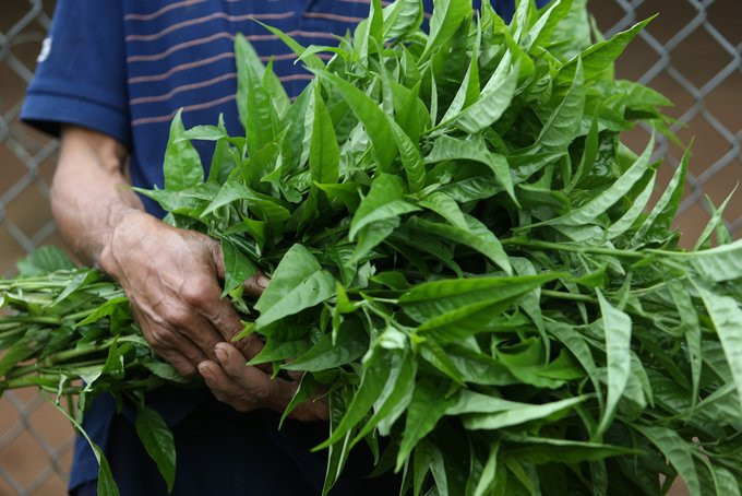 thay giao nuoi lon5 7