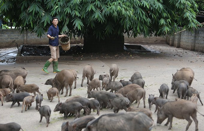 thay giao nuoi lon8 10