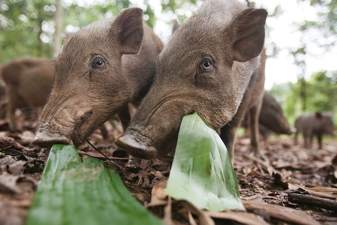 thay giao nuoi lon9 11