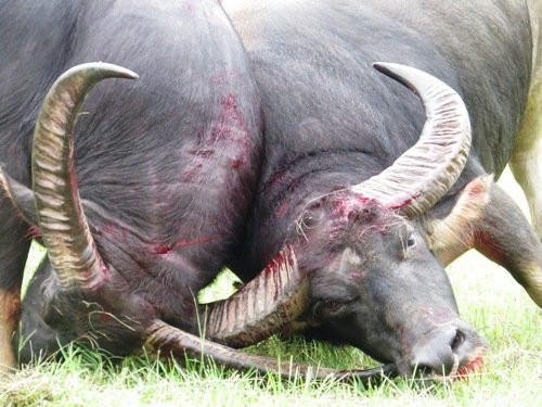 trau-choi-7637-1499174590