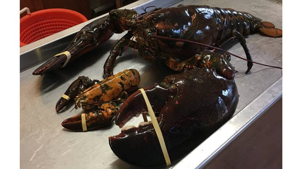 20170721081632-tom-hum-canada-1