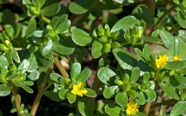 20170812160252-rau-sam 7