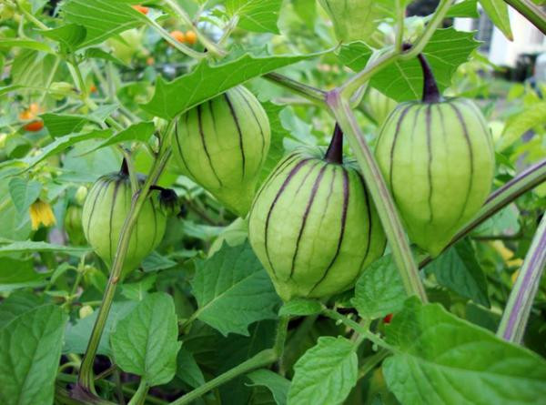 20170812160252-tam-bop 4