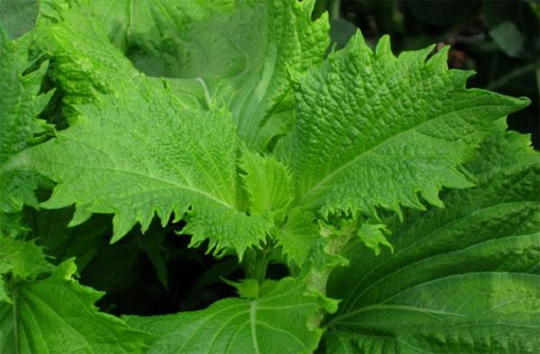 20170812160252-tia-to 6