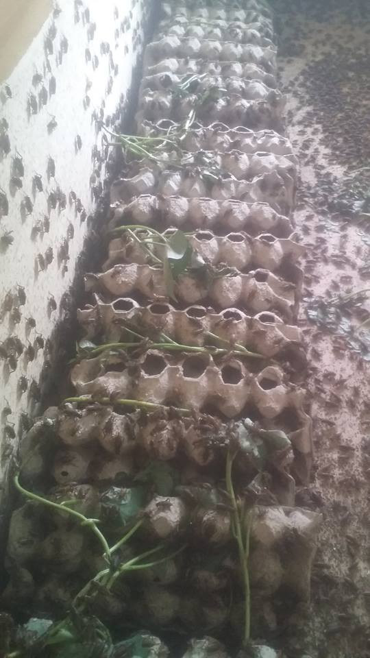 150604569566095-chuong-trai 4