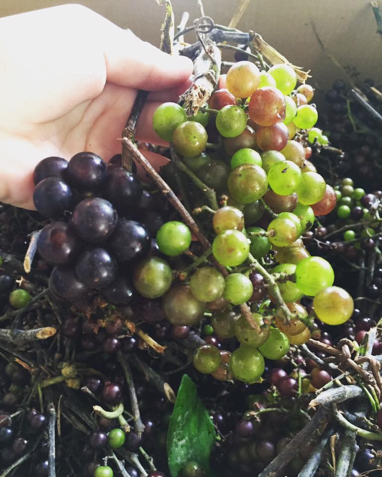 20170929150414-nho-rung-2