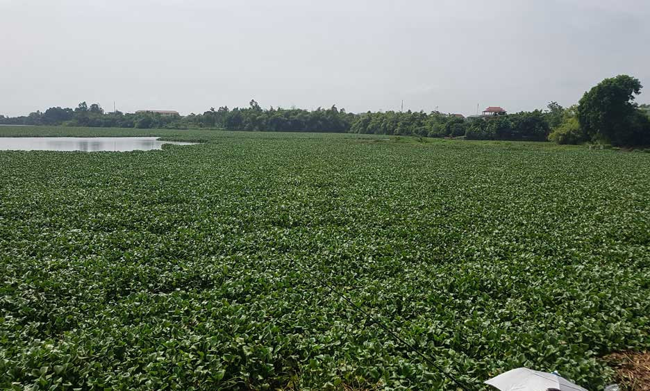 20171003152720-beo-tay 3