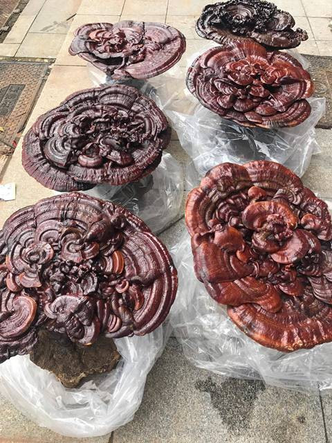 23192204_2055765861309455_270305800_o 3