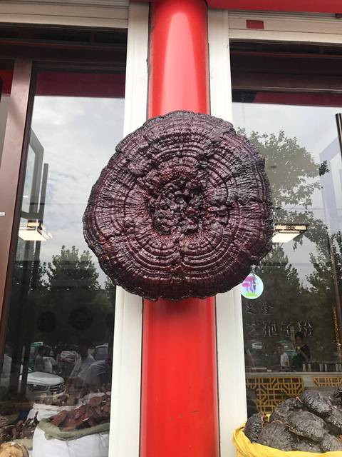 23224838_2055765794642795_1691221619_o