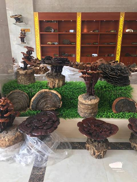 23312982_2055765814642793_2048306392_o 5