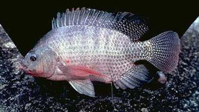 14481734-1513402282862 3