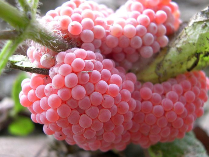 anh4-1513402502611 5