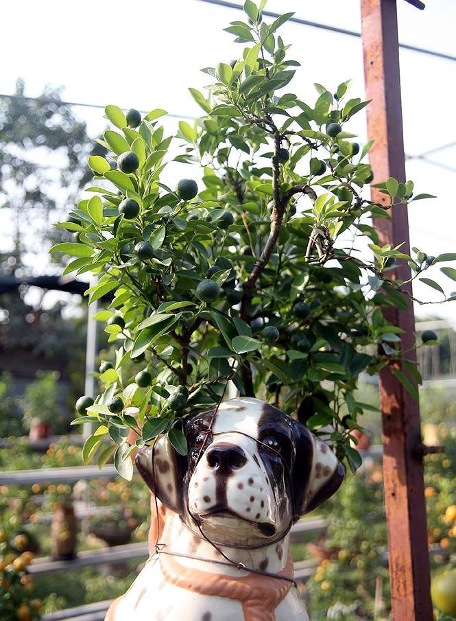 tien_phong_cho_cuoi_quat1_nelo