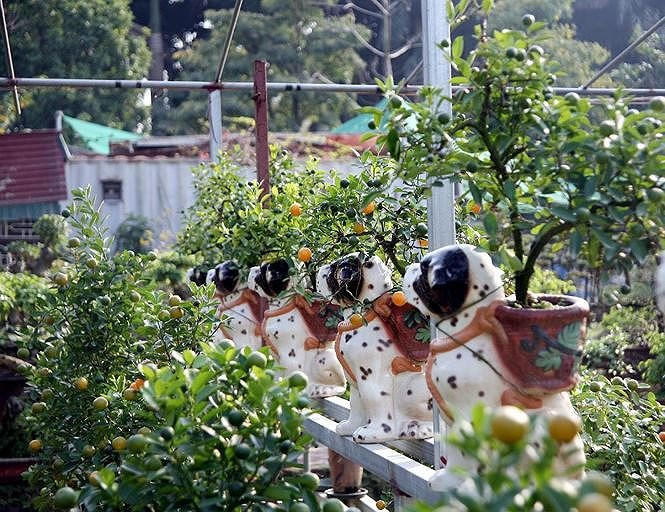 tien_phong_cho_cuoi_quat_ocpl