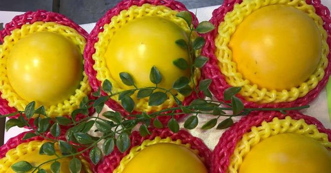 vu-sua-vang-dai-loan_ckrl