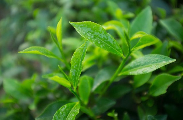 photo-3-15397678715541726058502 3