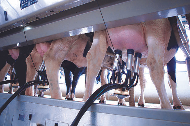 142d4165807t2326l0-milking-process-cl 3
