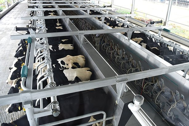 142d5084832t8141l1-copy-of-img-2468