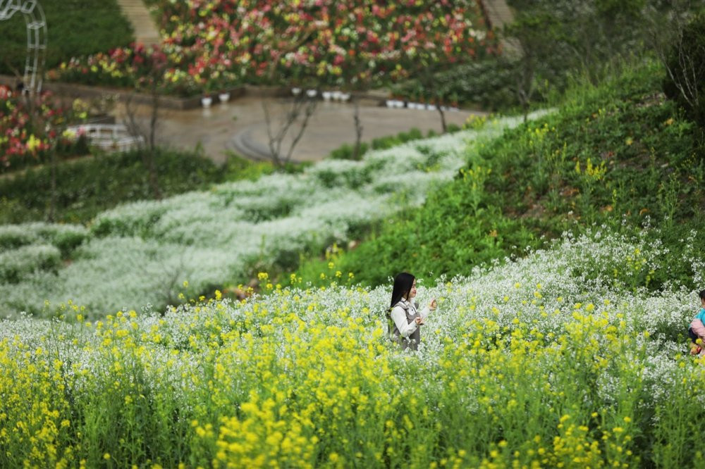 Hoa xuan Fansipan 2019 (11) 4